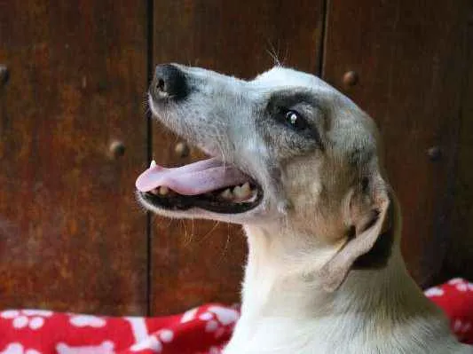 Cachorro ra a srd idade 1 ano nome Jenifer Dogston