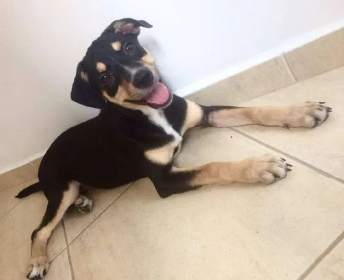 Cachorro ra a  idade 2 a 6 meses nome Eva