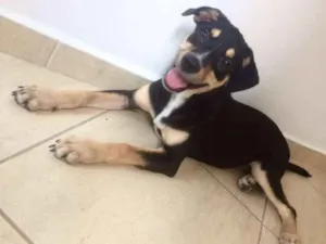 Cachorro raça  idade 2 a 6 meses nome Eva