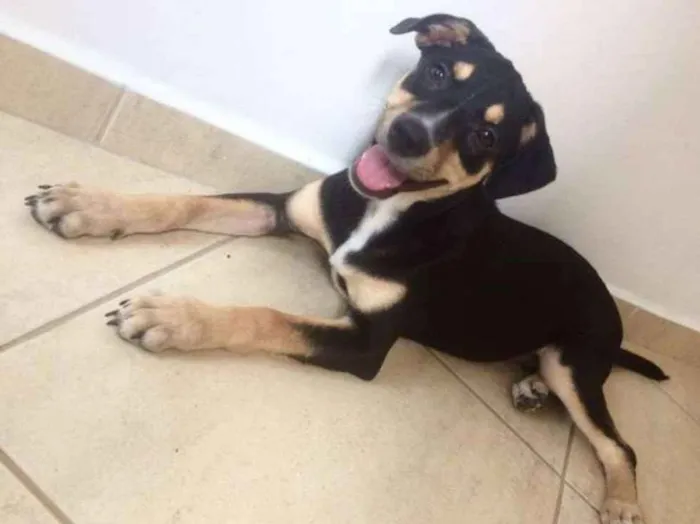 Cachorro ra a  idade 2 a 6 meses nome Eva