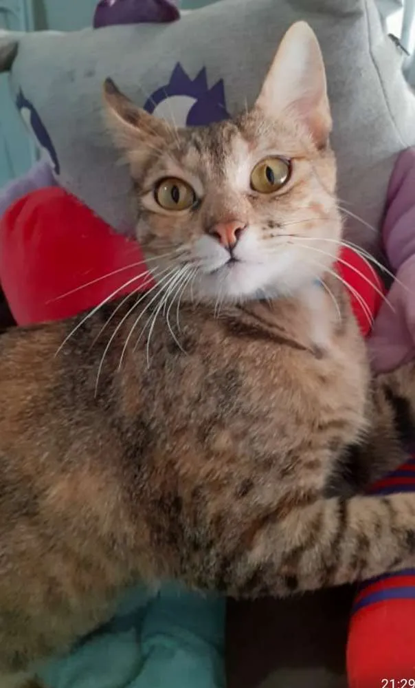 Gato ra a SRD idade 7 a 11 meses nome LUCY