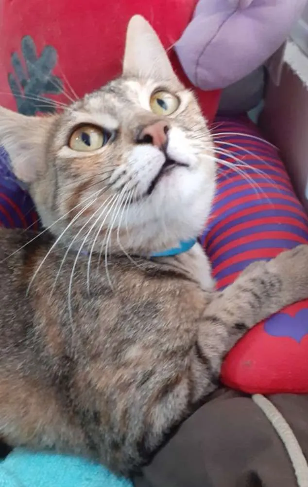 Gato ra a SRD idade 7 a 11 meses nome LUCY