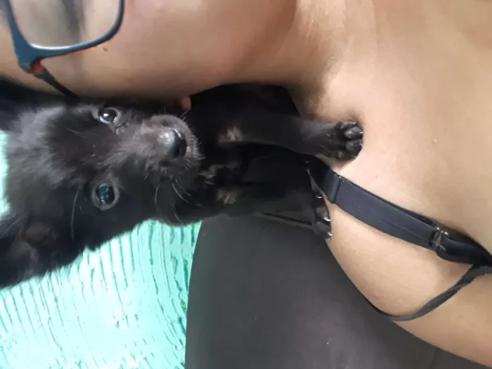 Cachorro ra a Sem idade 2 a 6 meses nome Não tem, achei na ru