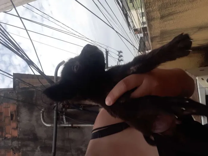 Cachorro ra a Sem idade 2 a 6 meses nome Não tem, achei na ru