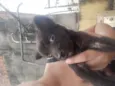 Não tem, achei na ru