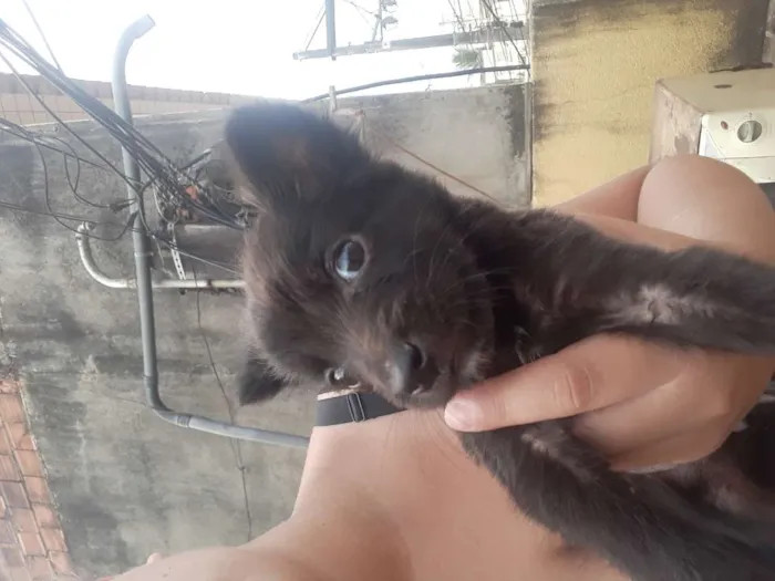 Cachorro ra a Sem idade 2 a 6 meses nome Não tem, achei na ru
