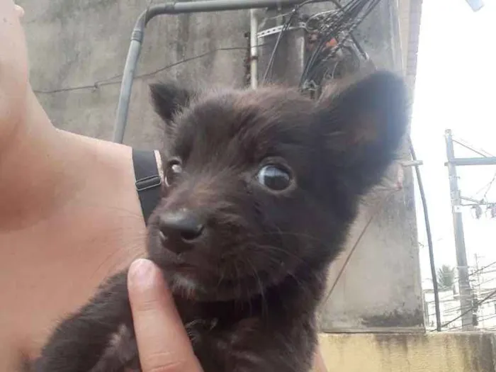 Cachorro ra a Sem idade 2 a 6 meses nome Não tem, achei na ru