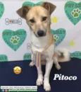 Pitoco