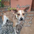 Estrela