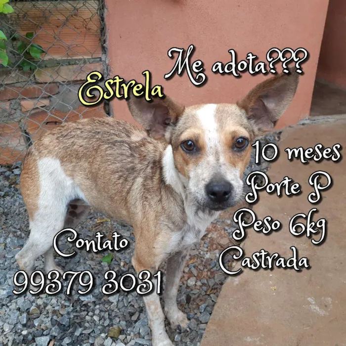 Cachorro raça SRD idade 7 a 11 meses nome Estrela