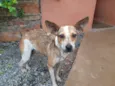 Estrela