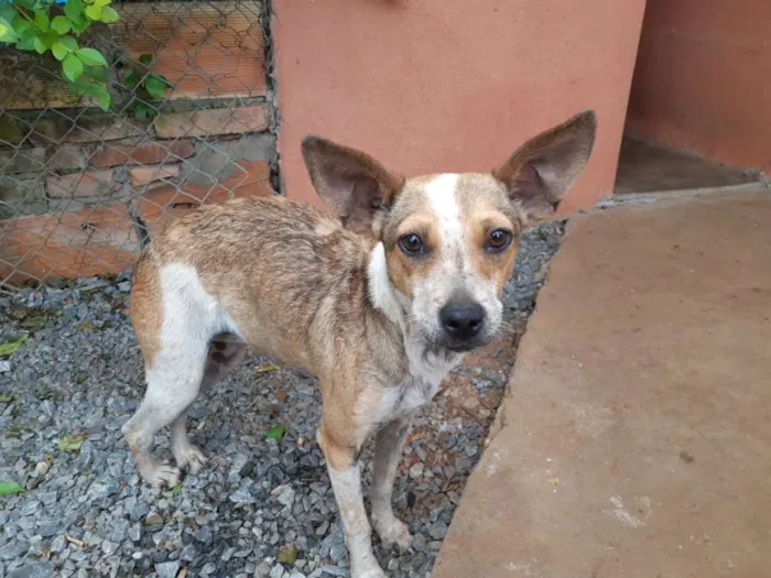 Cachorro raça SRD idade 7 a 11 meses nome Estrela