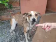 Estrela