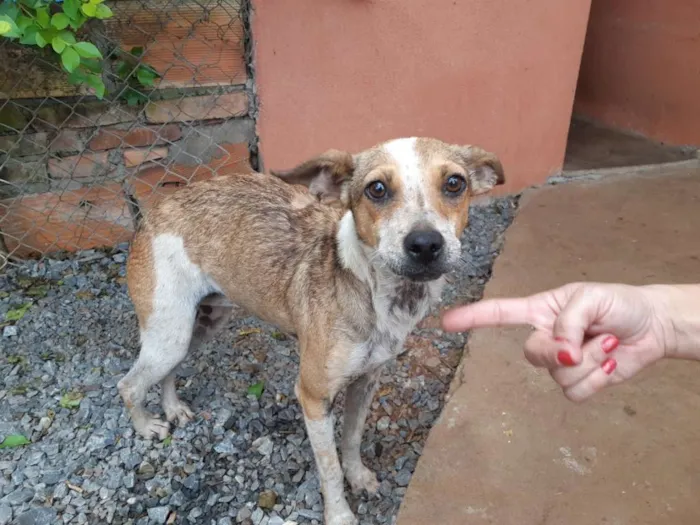 Cachorro raça SRD idade 7 a 11 meses nome Estrela