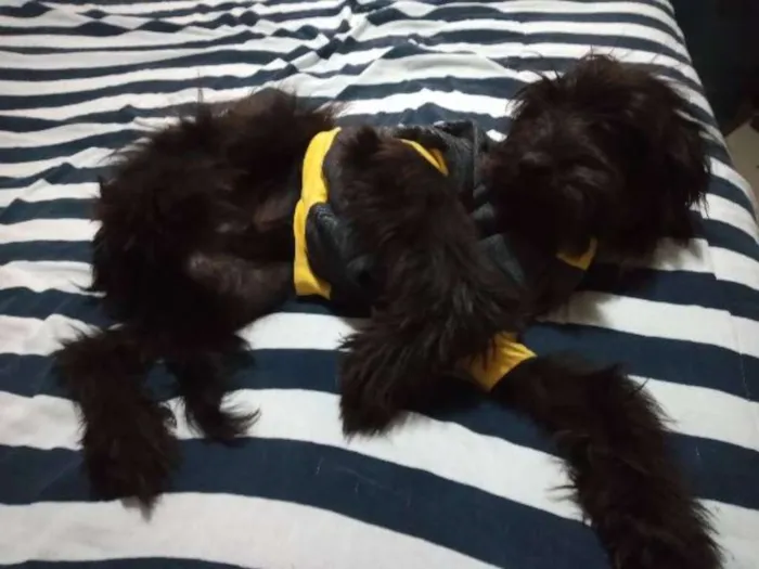 Cachorro ra a Srd idade 7 a 11 meses nome Mike