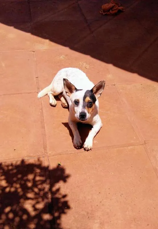 Cachorro ra a SRD idade 1 ano nome Potira