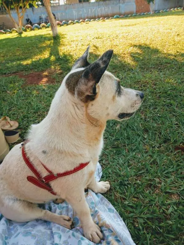 Cachorro ra a SRD idade 1 ano nome Potira