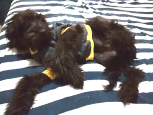 Cachorro raça Srd idade 7 a 11 meses nome Mike