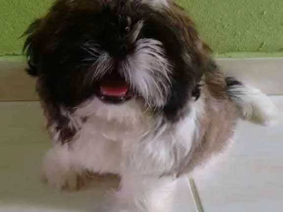 Cachorro ra a Shih Tzu idade 2 anos nome Juninho