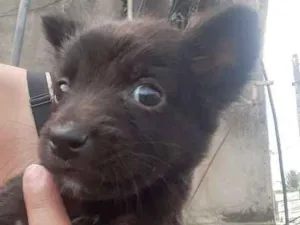 Cachorro raça Sem idade 2 a 6 meses nome Não tem, achei na ru