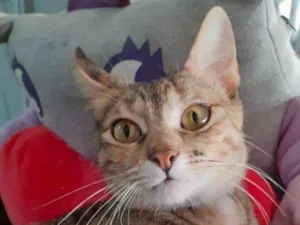Gato raça SRD idade 7 a 11 meses nome LUCY