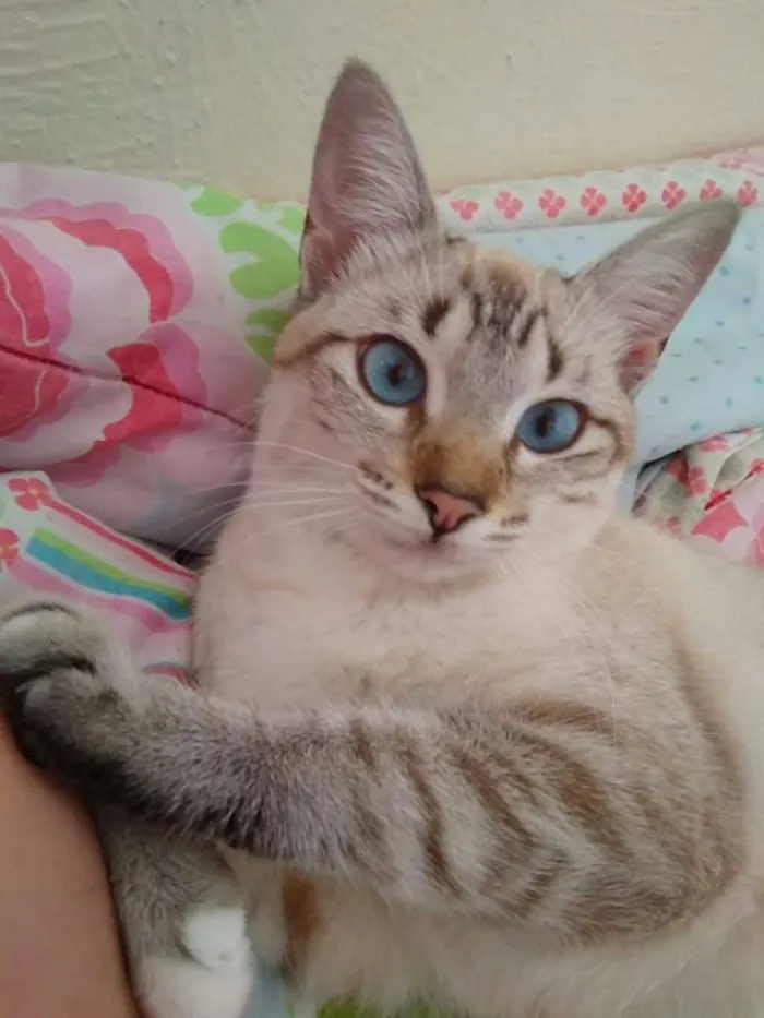 Gato ra a Vira lata idade 2 anos nome Branca