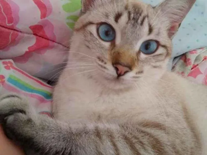 Gato ra a Vira lata idade 2 anos nome Branca