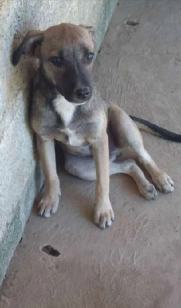 Cachorro ra a SRD idade 2 a 6 meses nome MASCAVO