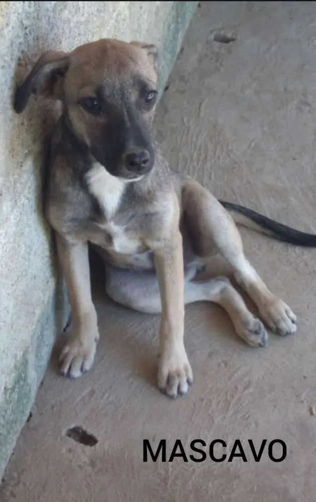 Cachorro ra a SRD idade 2 a 6 meses nome MASCAVO