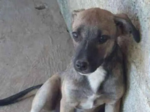 Cachorro ra a SRD idade 2 a 6 meses nome MASCAVO