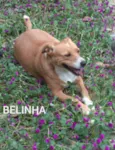 Belinha 