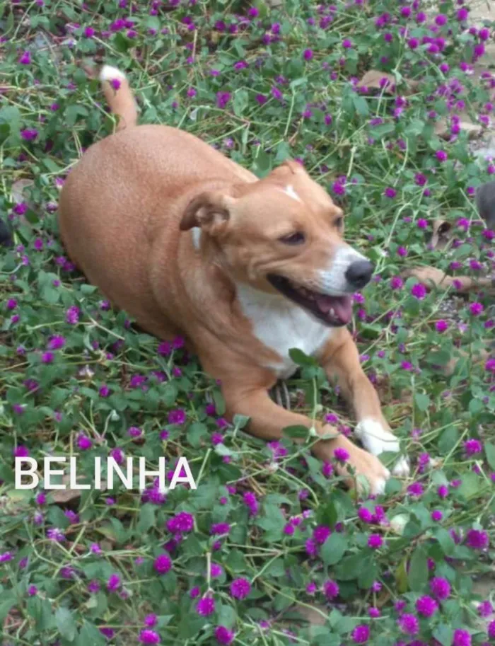 Cachorro raça SRD idade 2 anos nome Belinha 