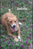 Belinha 