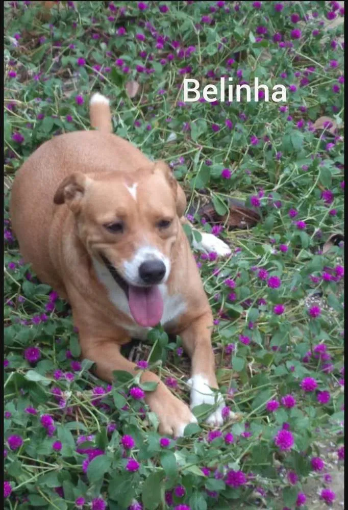 Cachorro raça SRD idade 2 anos nome Belinha 