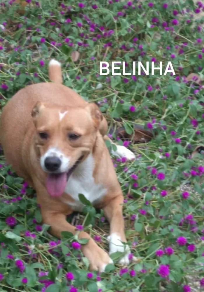Cachorro raça SRD idade 2 anos nome Belinha 