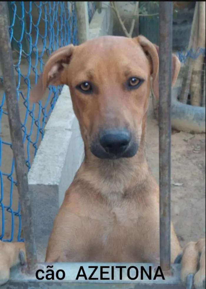 Cachorro raça SRD idade 2 a 6 meses nome Azeitona