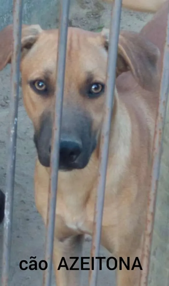 Cachorro raça SRD idade 2 a 6 meses nome Azeitona