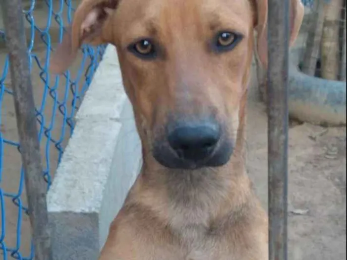 Cachorro raça SRD idade 2 a 6 meses nome Azeitona
