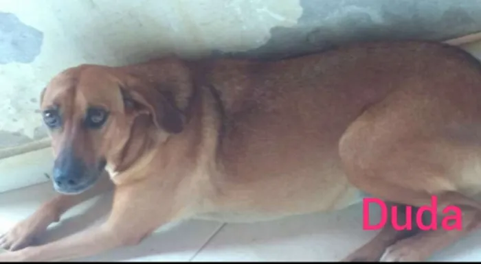 Cachorro ra a SRD  idade 1 ano nome Duda