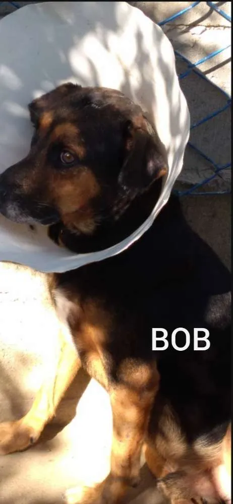 Cachorro ra a SRD idade 3 anos nome Bob