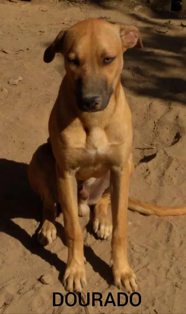 Cachorro raça SRD idade 7 a 11 meses nome Dourado