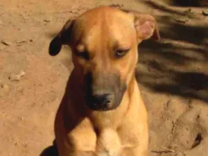 Cachorro raça SRD idade 7 a 11 meses nome Dourado