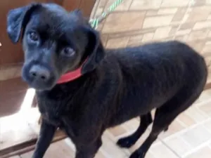 Cachorro raça SRD idade 1 ano nome Perola 