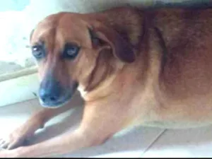 Cachorro raça SRD  idade 1 ano nome Duda