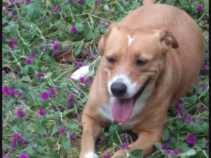 Cachorro raça SRD idade 2 anos nome Belinha 