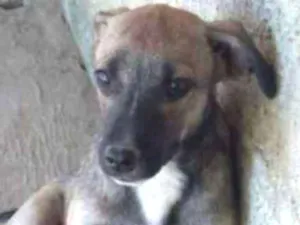 Cachorro raça SRD idade 2 a 6 meses nome MASCAVO