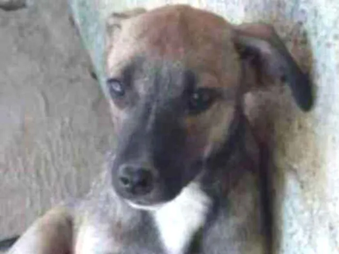 Cachorro ra a SRD idade 2 a 6 meses nome MASCAVO