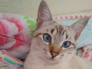Gato raça Vira lata idade 2 anos nome Branca