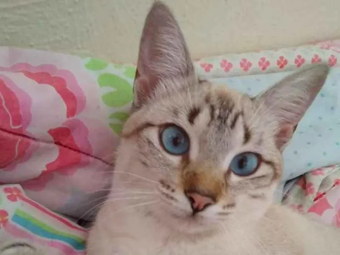 Gato ra a Vira lata idade 2 anos nome Branca
