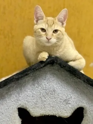 Gato raça SRD idade 2 a 6 meses nome Sem nome 